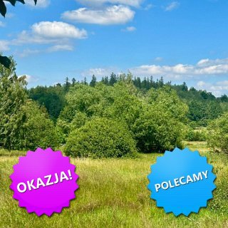 zdjecie